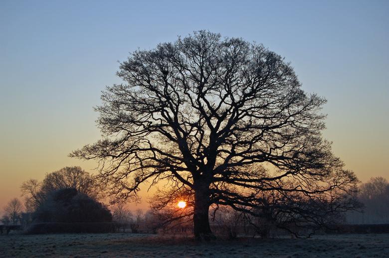 Free stock image of Sunrise Behind a Large Tree Silhouette created by Paul Macallan
