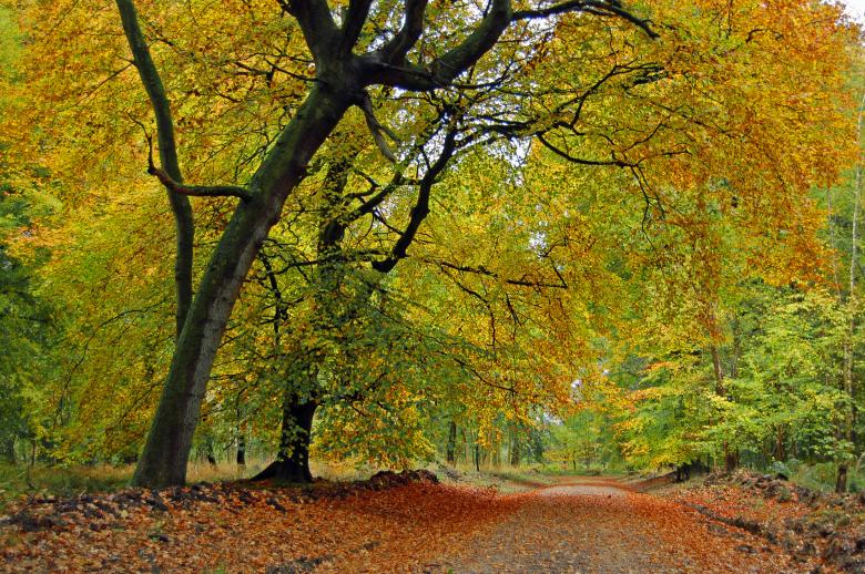 Free stock image of Autumn Forest Path created by Paul Macallan