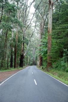 Road Through Dandenongs Forest