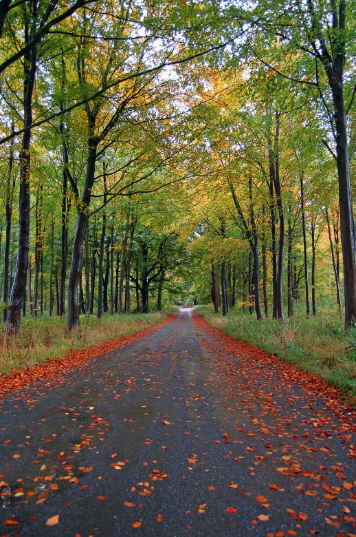 Free stock image of Fall Forest Road created by Paul Macallan