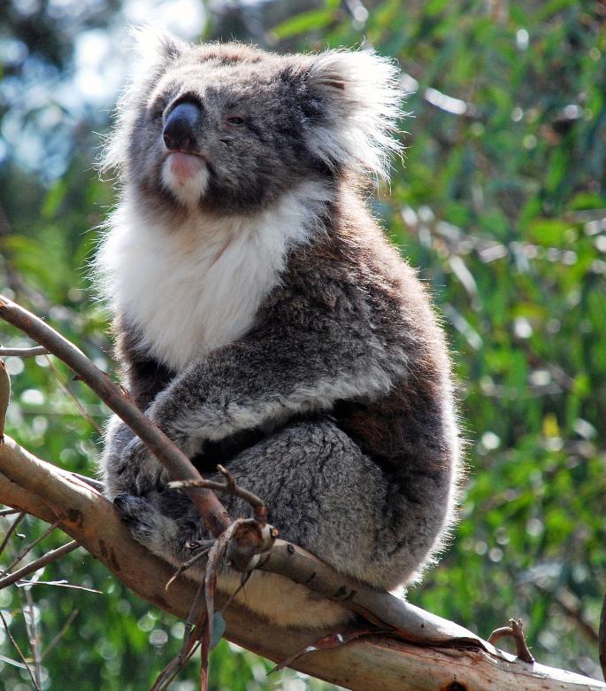 Free stock image of Koala In a Tree created by Paul Macallan