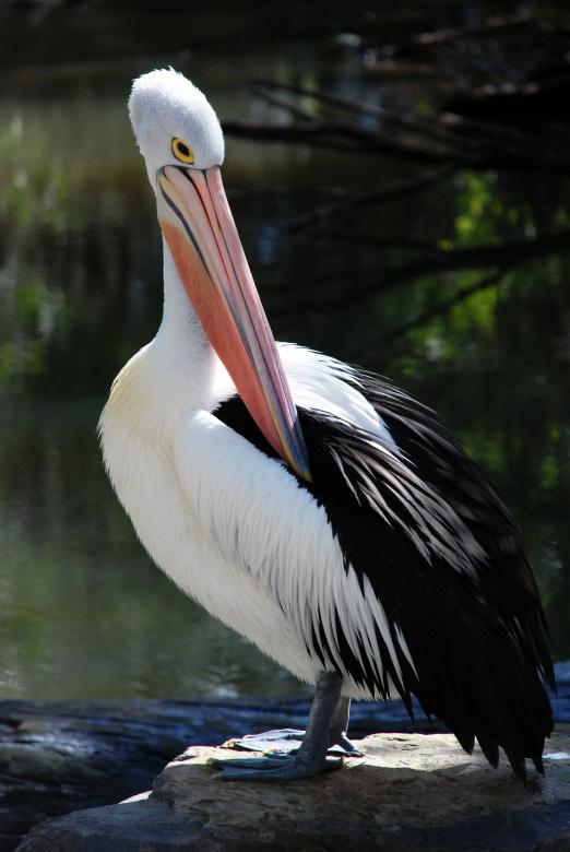 Free stock image of Pelican Standing at Lake created by Paul Macallan