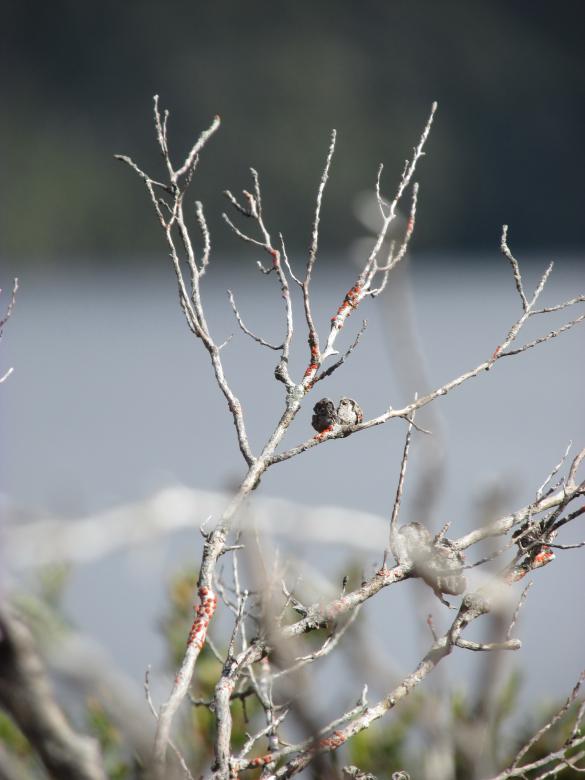 Free stock image of Dry twigs with seed pods on it created by Michiru Maeda