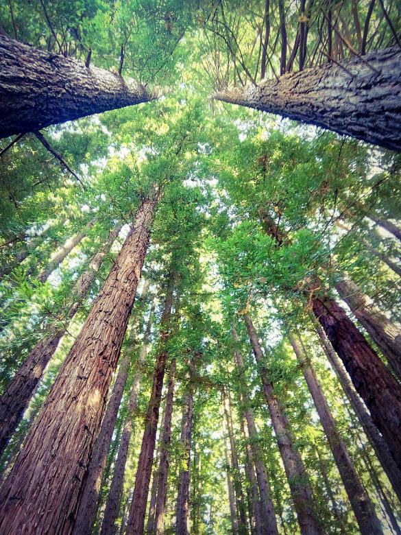 Free stock image of Giant Redwoods - Looking Up created by Paul Macallan