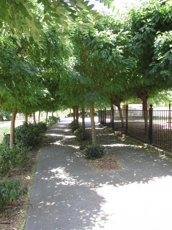Free stock image of Low Angle Tree Shadow created by Michiru Maeda