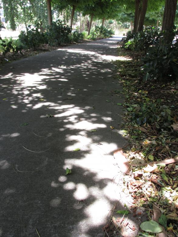 Free stock image of Low Angle Tree Shadow created by Michiru Maeda