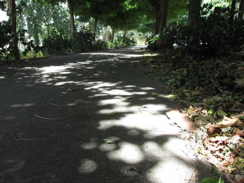 Free stock image of Tree Shadow on Walkway created by Michiru Maeda