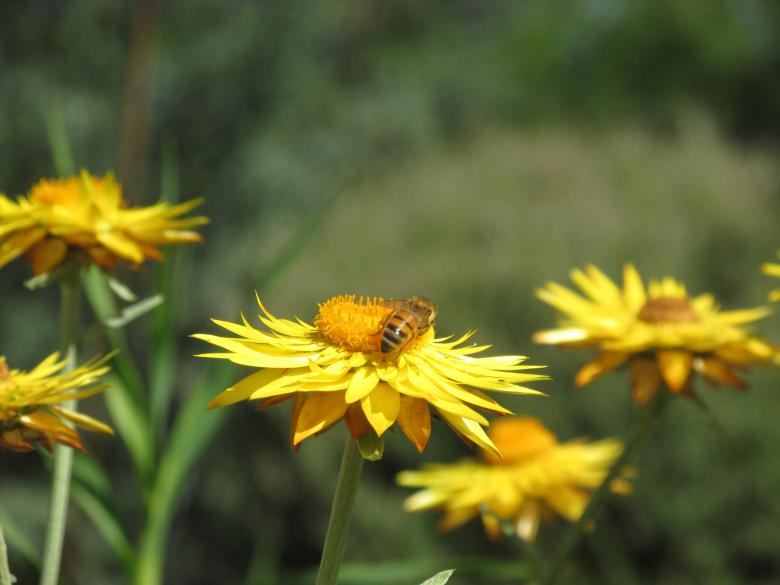 Free stock image of Honeybee on Yellow Flower created by Michiru Maeda