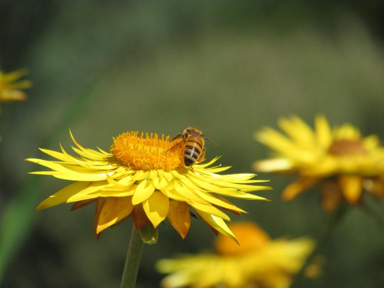 Free stock image of Honey Bee Pollinating created by Michiru Maeda
