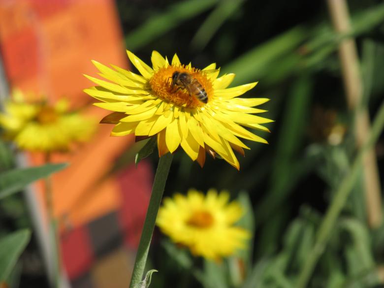 Free stock image of Honey Bee and Yellow Flower created by Michiru Maeda