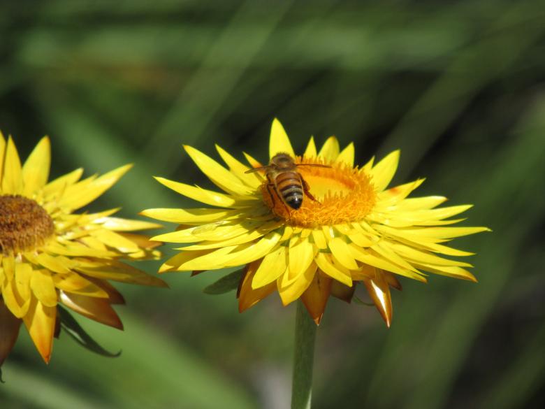 Free stock image of Bee on a Yellow Flower created by Michiru Maeda