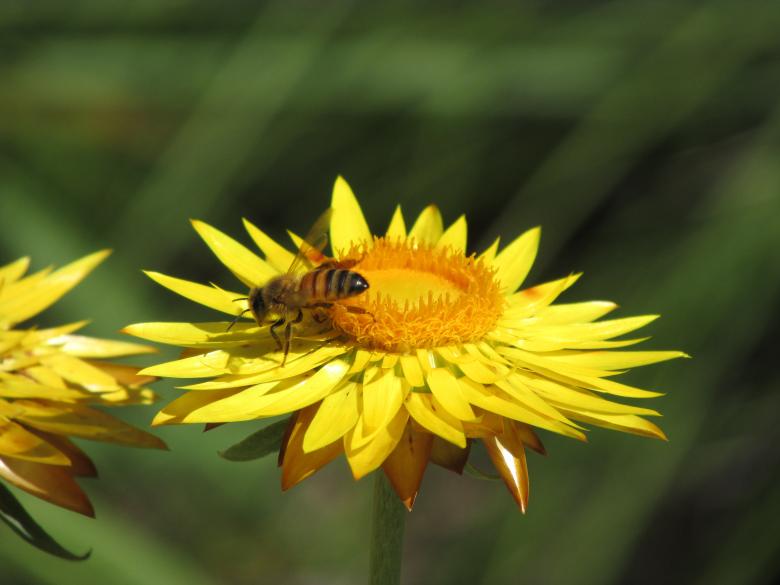 Free stock image of Yellow Honeybee and Flower created by Michiru Maeda