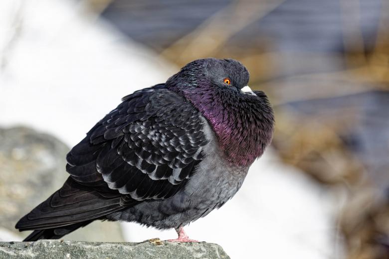 Free stock image of Side view of a Pigeon created by Geoffrey Whiteway