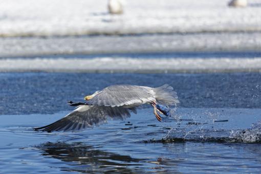 Free Stock Photo of Seagull Take Off