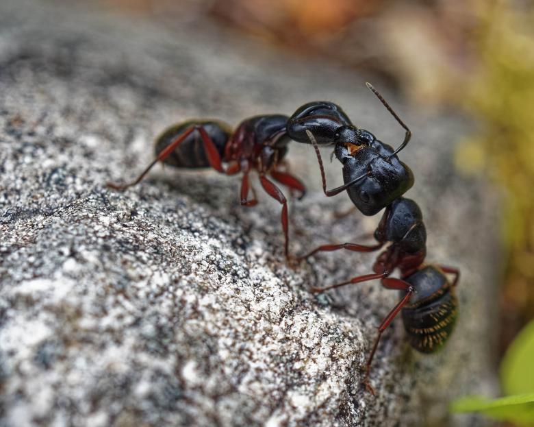 Free stock image of Ants Fighting created by Geoffrey Whiteway