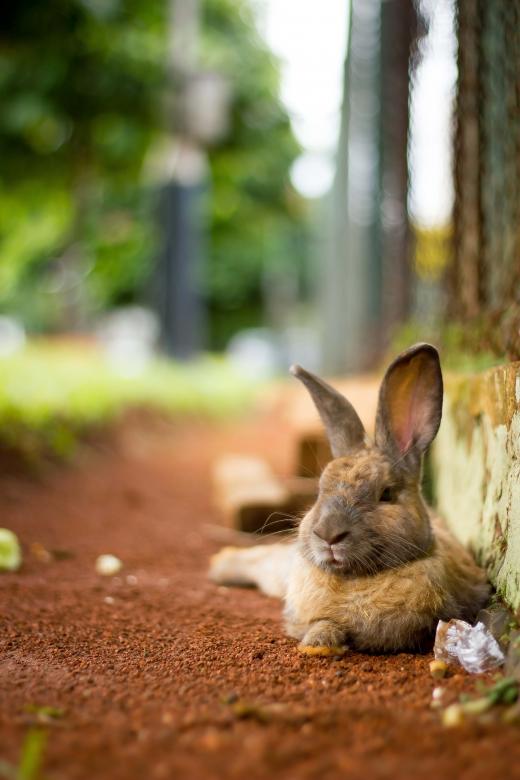Free stock image of Brown Rabbit Relaxing created by sapiduduk