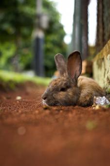 Brown Rabbit Sleeping - Free Stock Photo