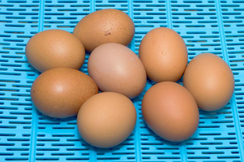 Free stock image of Some Eggs on Blue Surface created by sapiduduk