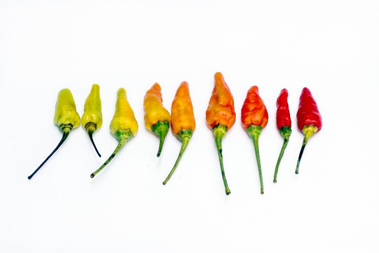 Free stock image of Chili Peppers in Line created by sapiduduk