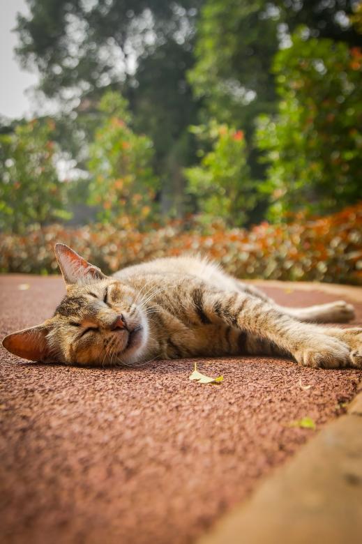 Free stock image of Catnap created by sapiduduk