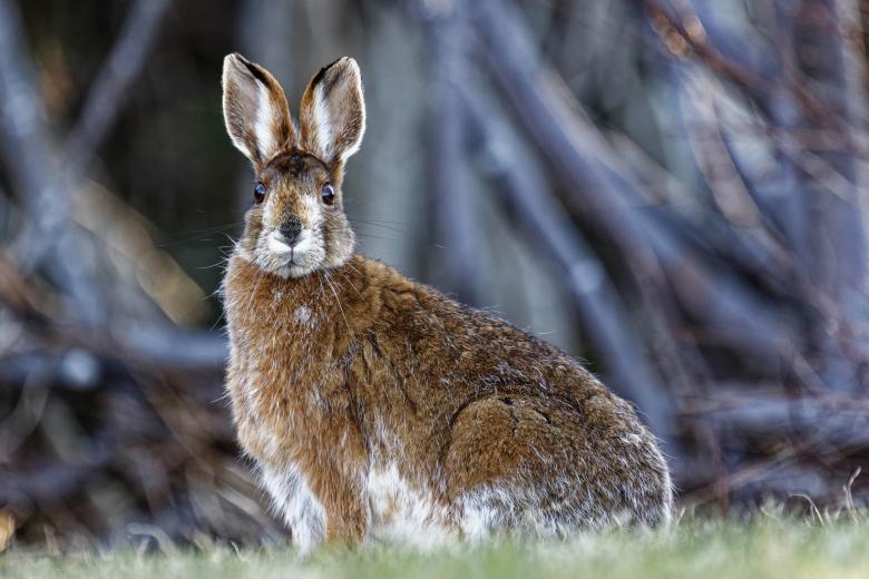 Free stock image of Snowshoe Hare created by Geoffrey Whiteway