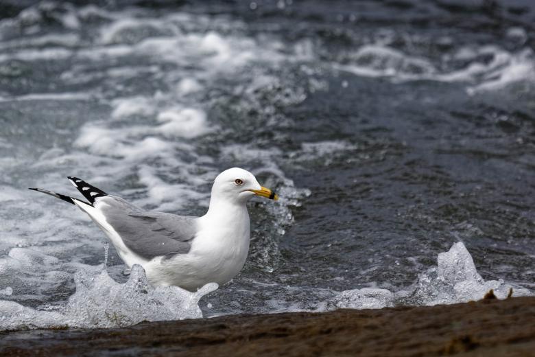 Free stock image of Gull in Water Flow created by Geoffrey Whiteway
