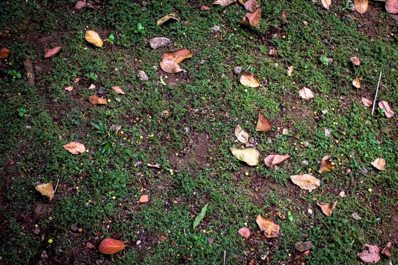 Free stock image of Ground with fallen leaves in the park created by sapiduduk