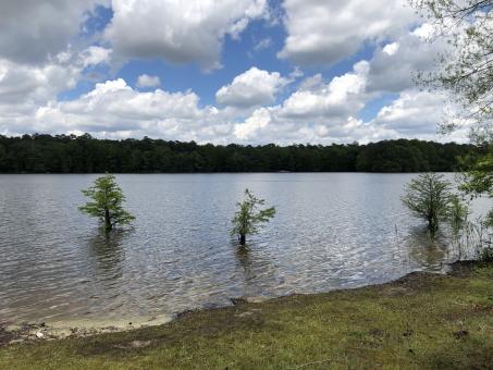 Cypress Trees In The Lake - Free Stock Photo