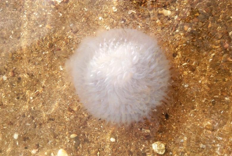 Free stock image of Jellyfish White created by Infinity Focus