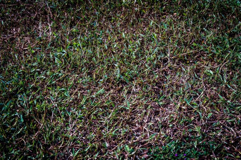 Free stock image of Background of green grass created by sapiduduk