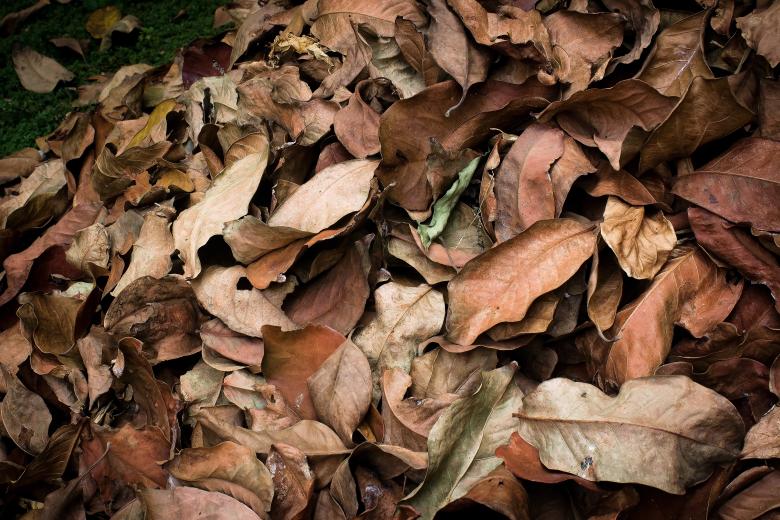 Free stock image of Dry leaf litter created by sapiduduk