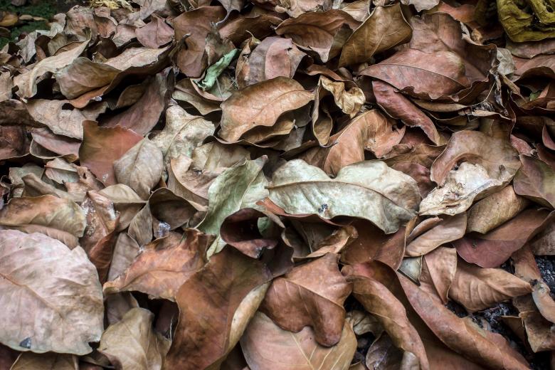 Free stock image of Dry leaves litter created by sapiduduk
