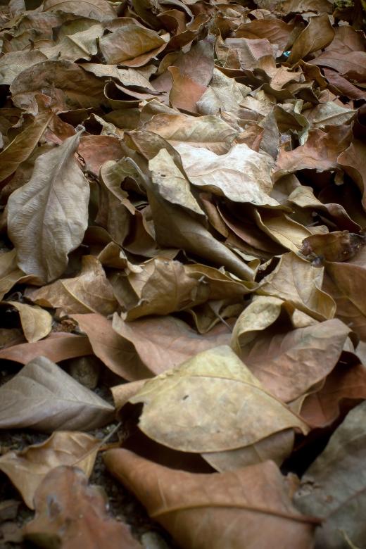 Free stock image of Brown dry leaves background created by sapiduduk
