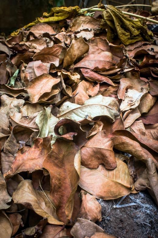 Free stock image of Bed of dry leaf litter created by sapiduduk
