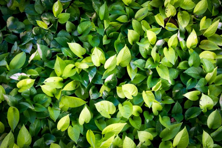 Free stock image of Organic fresh green leaves created by sapiduduk
