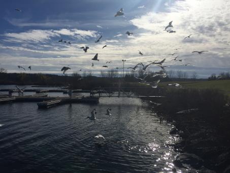 Seagulls at the Marina - Free Stock Photo