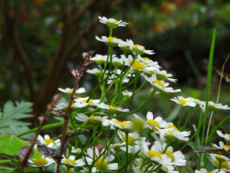 Free stock image of Close up of Daisies created by Mikel Tana
