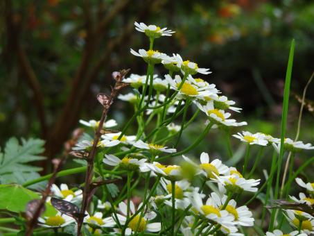 Close up of Daisies - Free Stock Photo