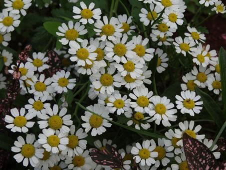Daisies in Blossom - Free Stock Photo
