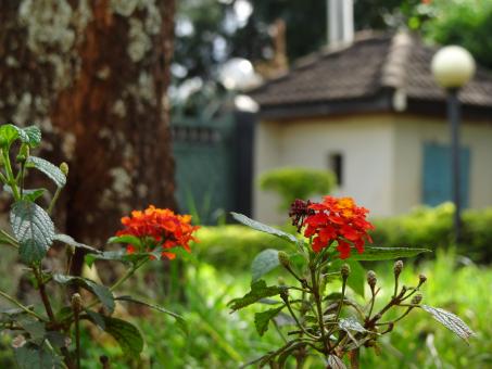 Close up of red flowers in garden