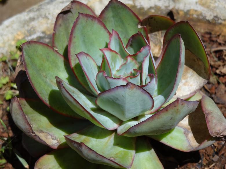 Free stock image of Lotus pattern on plant created by Mikel Tana