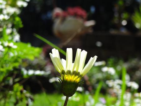 White Flower with Swan in the Background