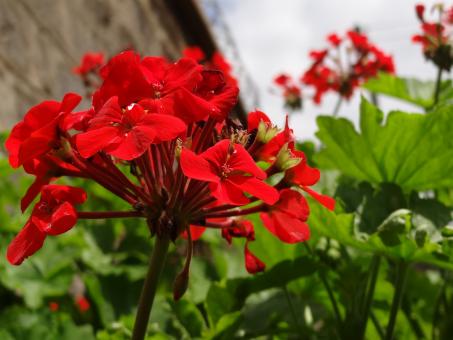 Red Flowers Outdoors