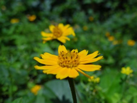 Bright Yellow Flowers