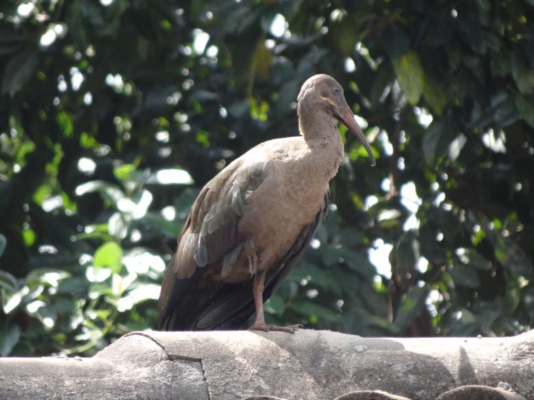Free stock image of Posing Large Bird created by Mikel Tana