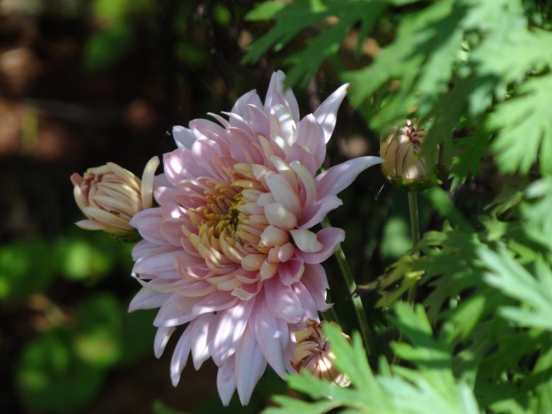 Free stock image of Pink Flower in Full Bloom  created by Mikel Tana
