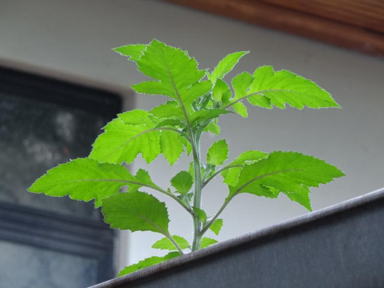 Free stock image of Solitary Green Plant created by Mikel Tana