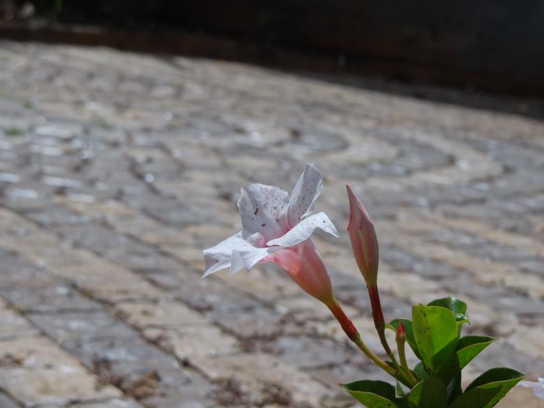 Free stock image of Solitary Flower created by Mikel Tana