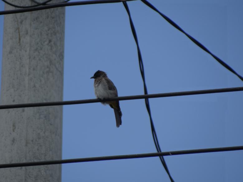 Free stock image of Single Bird on Wire created by Mikel Tana