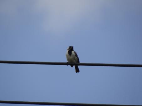 Bird on a Wire - Free Stock Photo